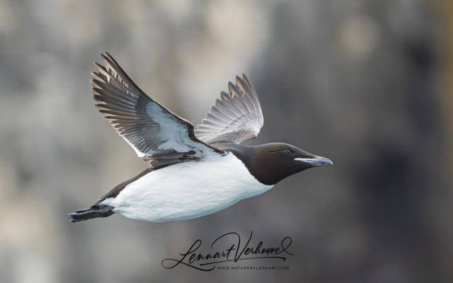 Thick-billed Murre