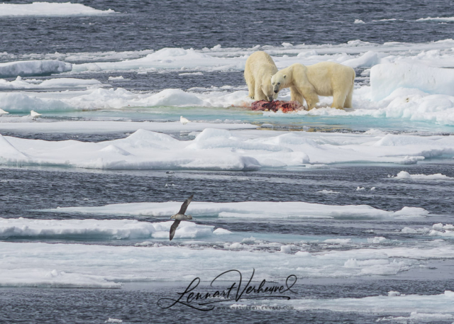 Polar Bears and Northern Fulmar