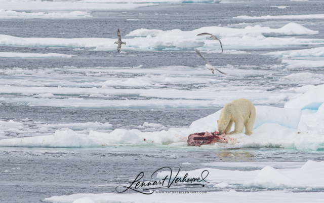Polar Bears, Northern Fulmars and Glaucous Gull