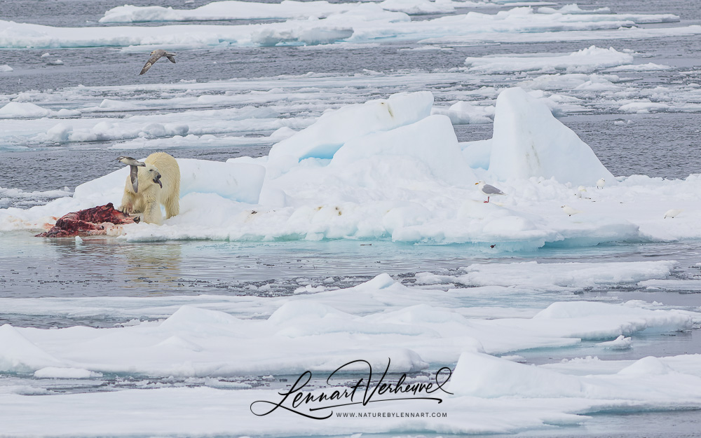 Polar Bears, Northern Fulmars, Glaucous Gulls and Ivory Gulls