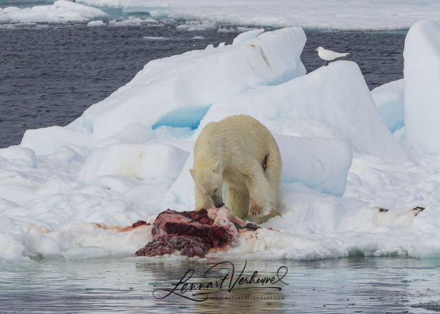 Polar Bear and Ivory Gull