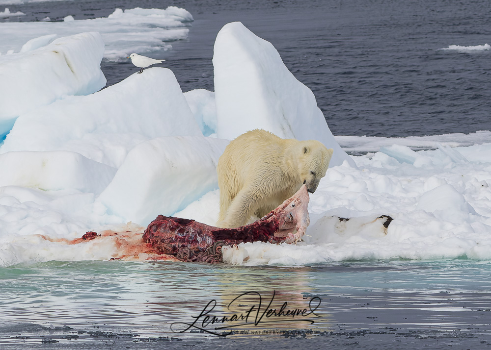 Polar Bear and Ivory Gull