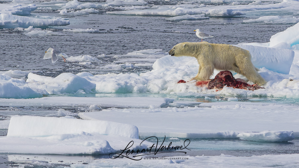 Polar Bear and Glaucous Gulls