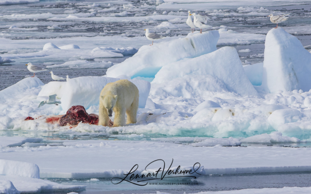 Polar Bear, Glaucous Gulls and Ivory Gulls