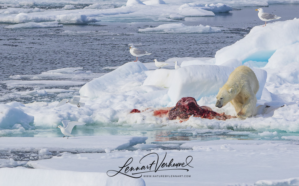 Polar Bear, Glaucous Gulls and Ivory Gulls
