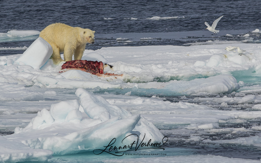 Polar Bear and Ivory Gulls