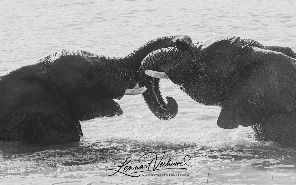 African Bush Elephants (Namibia)