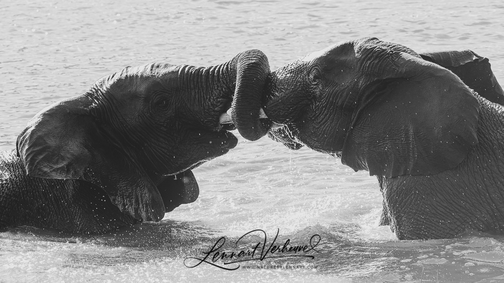 African Bush Elephants (Namibia)