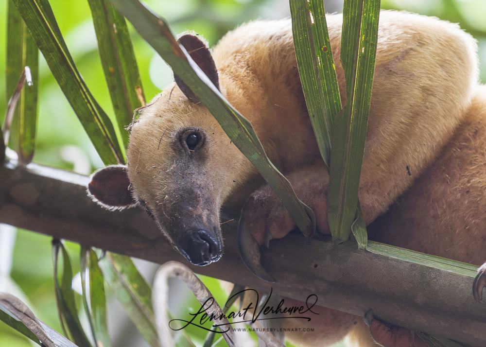 Southern Tamandua (Bolivia)