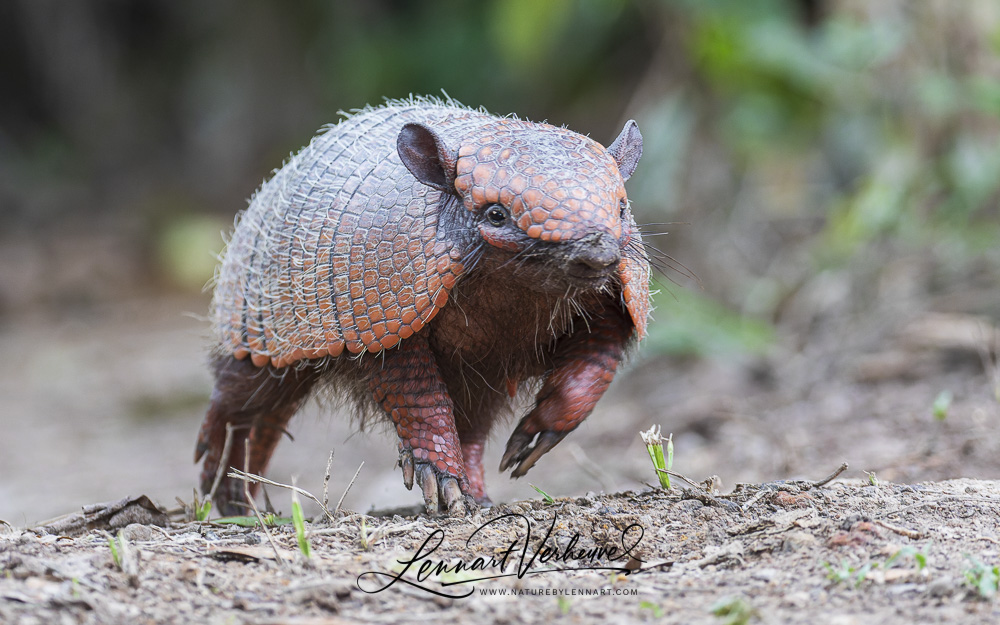 Six-banded Armadillo (Bolivia)