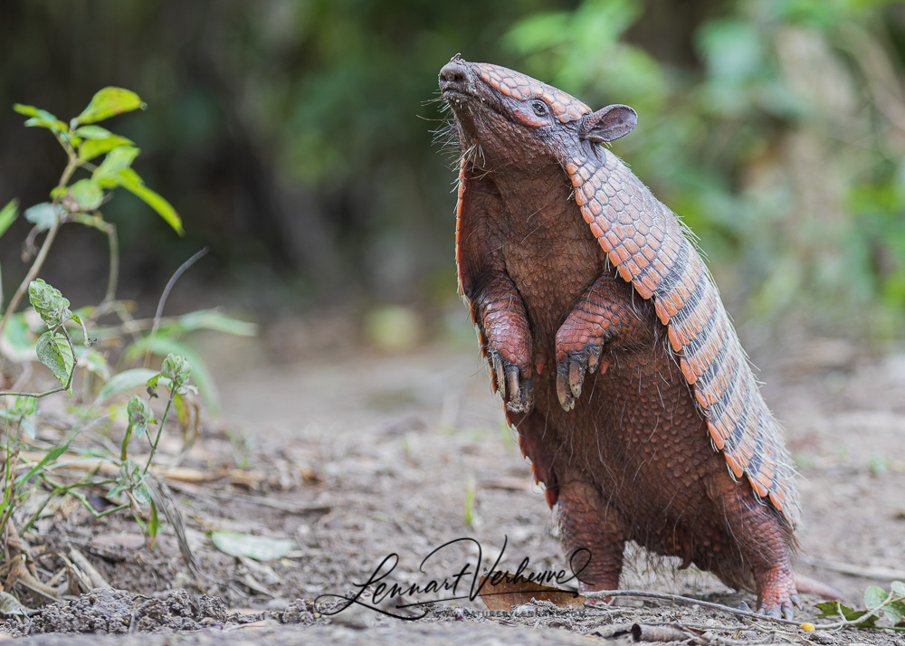 Six-banded Armadillo (Bolivia)