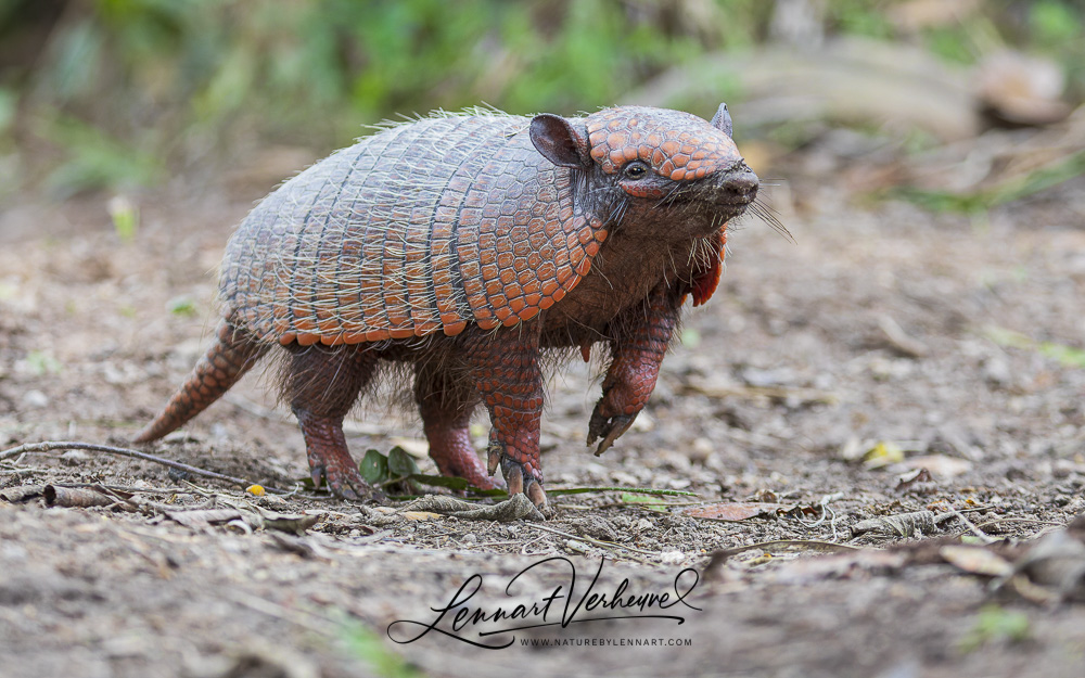 Six-banded Armadillo (Bolivia)