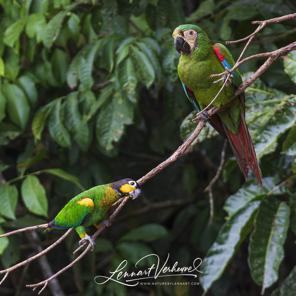 Chestnut-fronted Macaw and Orange-cheeked Parrot