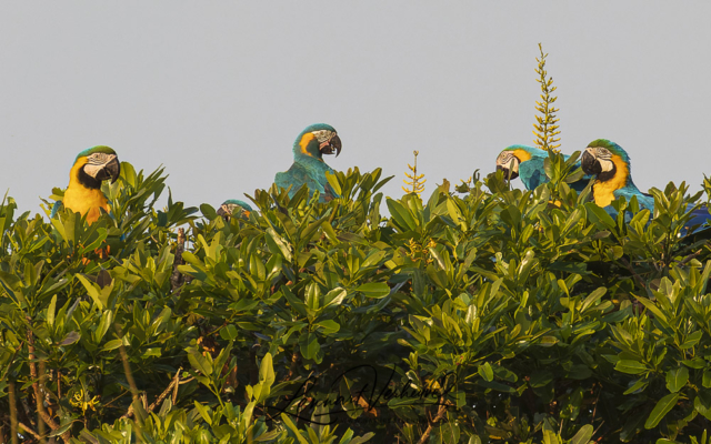 Blue-throated Macaw in the middle surrounded by Blue-and-yellow Macaws