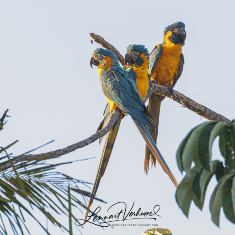 Blue-throated Macaws