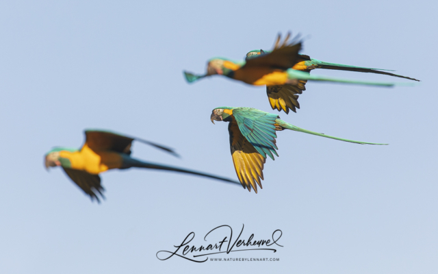 Blue-throated Macaws