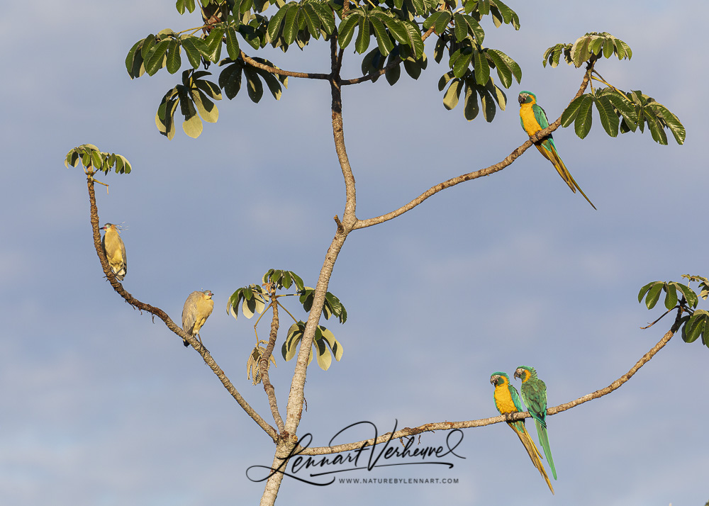 Blue-throated Macaws and Whistling Herons