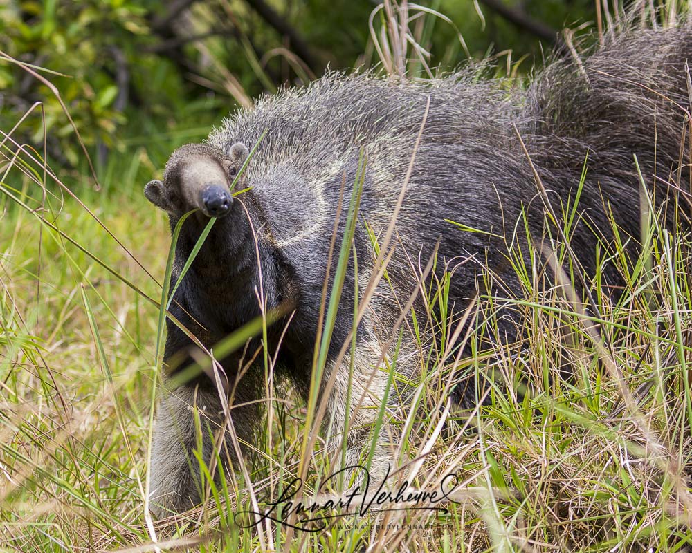 Giant Anteater (Bolivia)