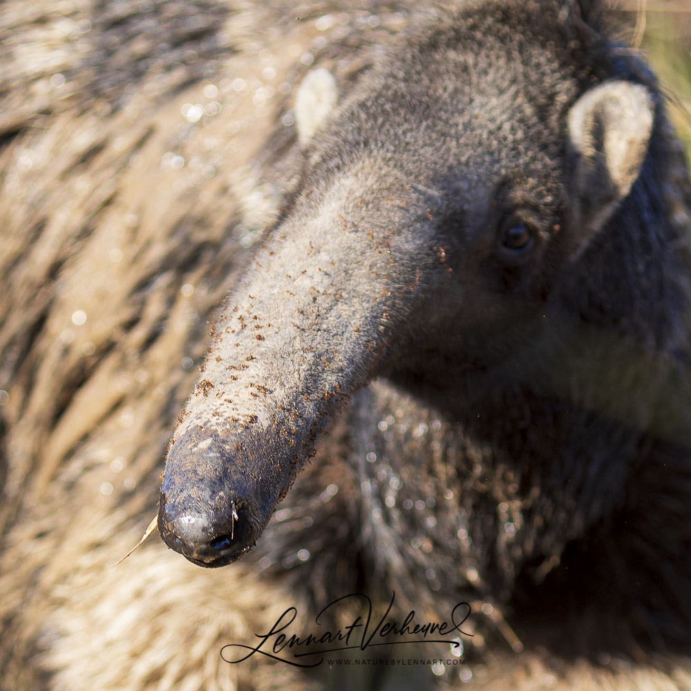 Giant Anteater (Bolivia)