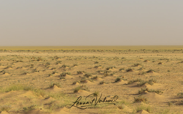 Landscape Western Sahara