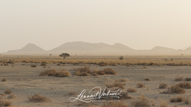 Landscape Western Sahara