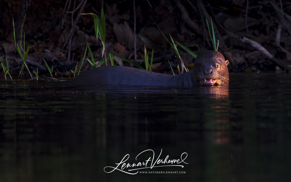 Giant Otter (Peru)