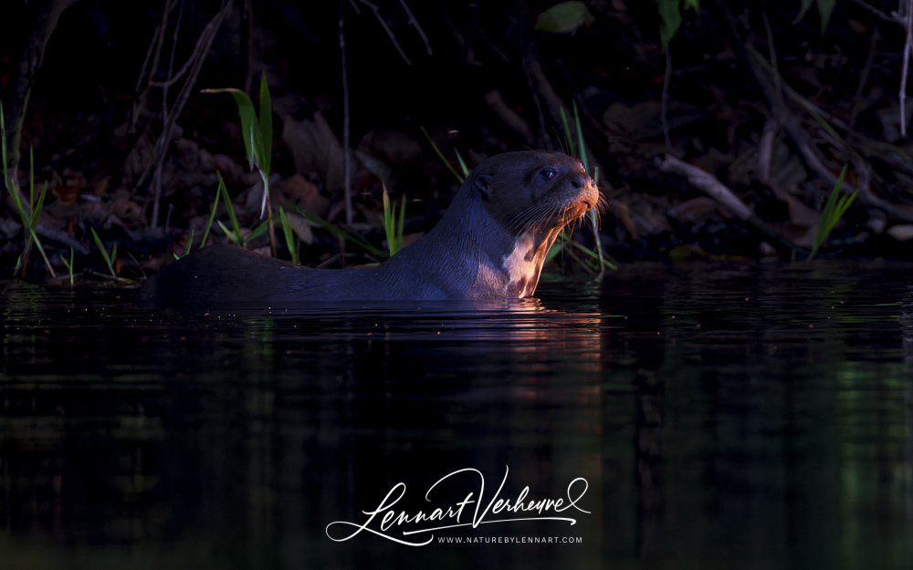 Giant Otter (Peru)