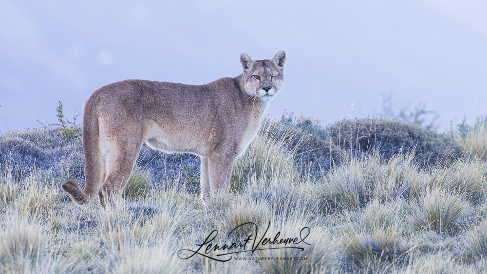 Puma (Chile)