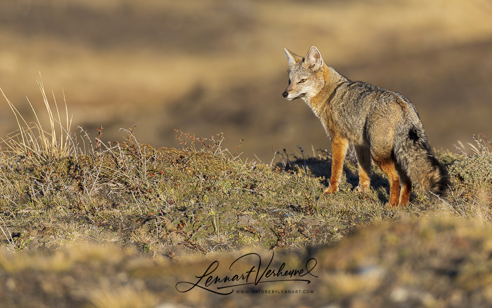 South-American Grey Fox