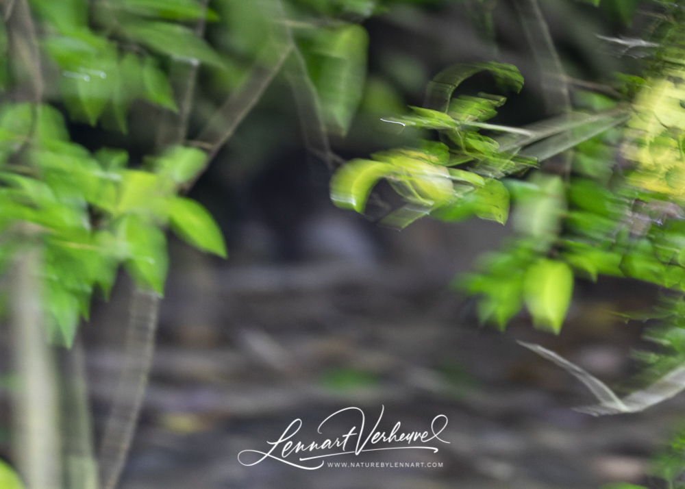 Flat-headed Cat (Malaysia, Borneo)