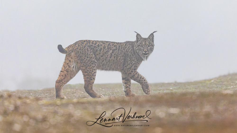 Iberian Lynx (Spain)