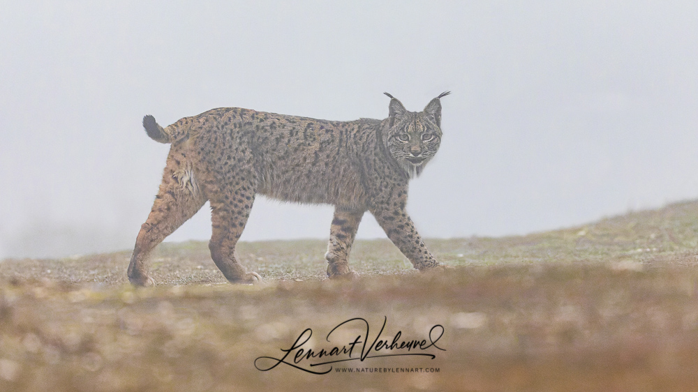 Iberian Lynx (Spain)