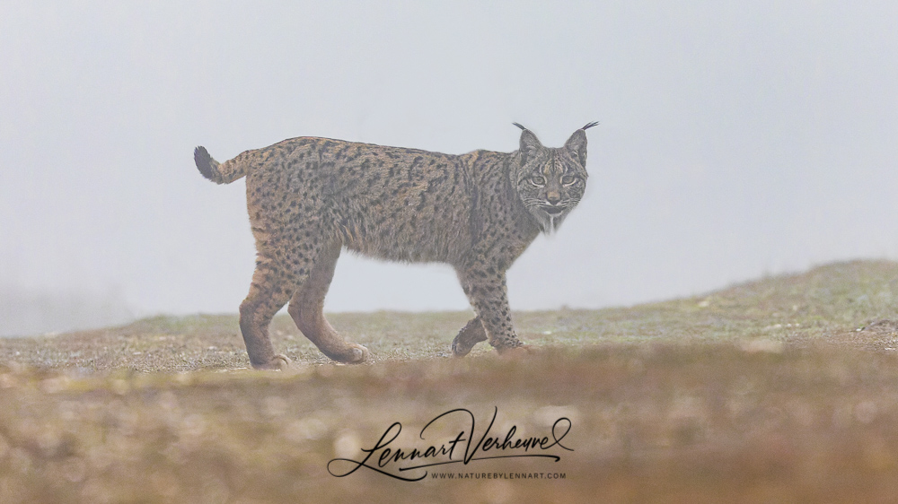 Iberian Lynx (Spain)