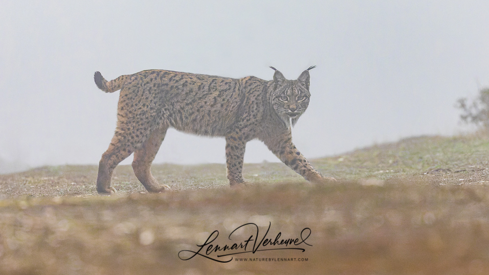 Iberian Lynx (Spain)