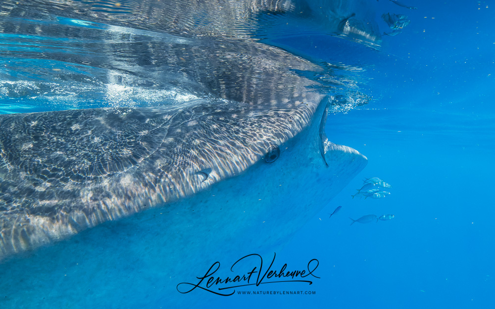 Whale Shark (Mexico)