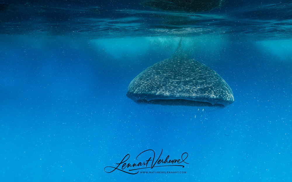 Whale Shark (Mexico)