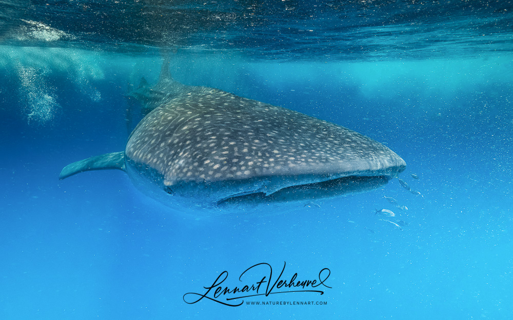 Whale Shark (Mexico)