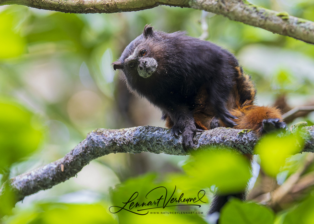 Saddle-backed Tamarin (Peru)