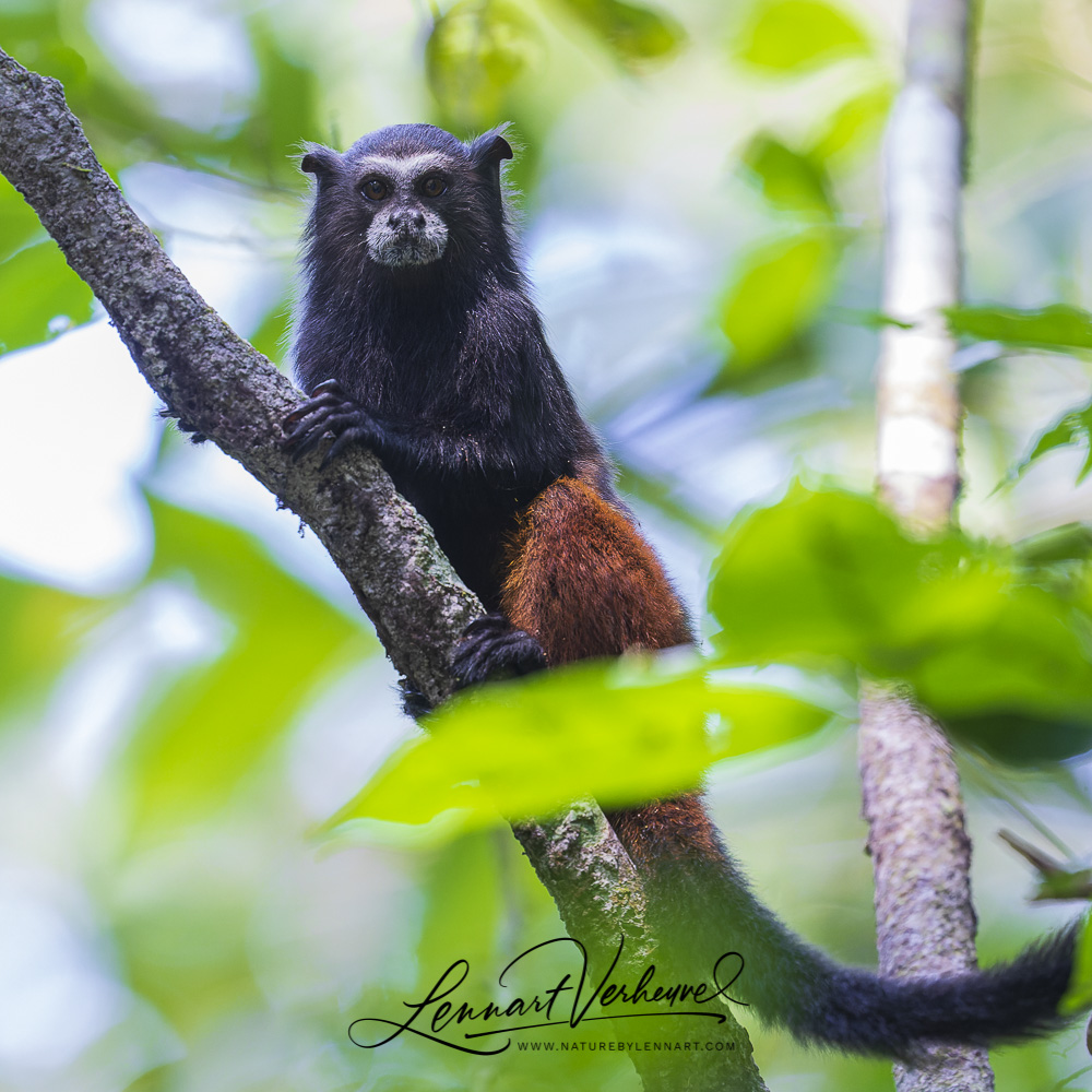 Saddle-backed Tamarin (Peru)