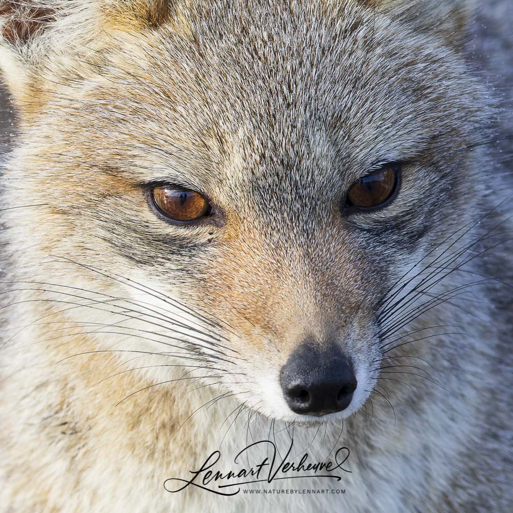 South-American Grey Fox (Chile)