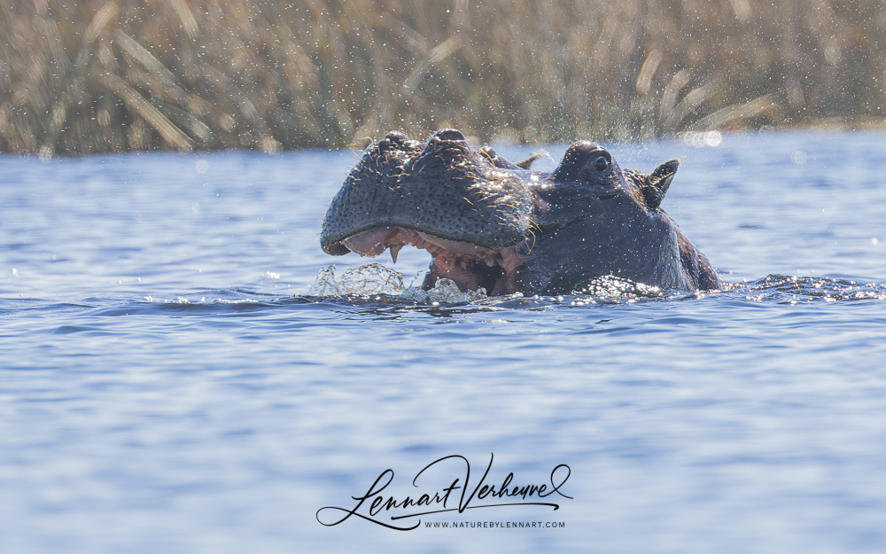 Common Hippopotamus (Botswana)