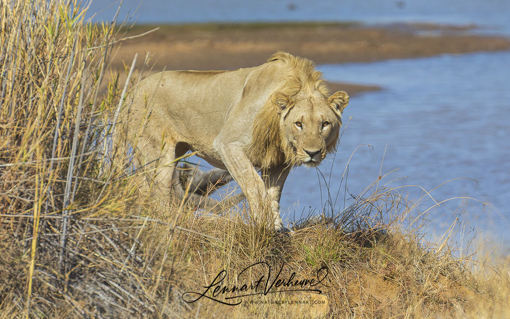 Lion (South-Africa)