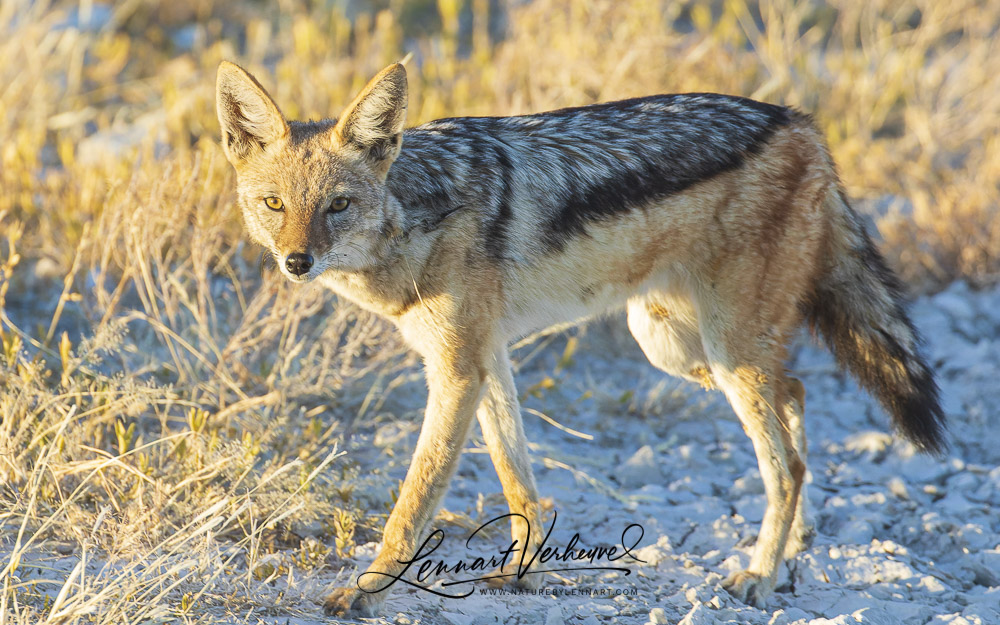 Black-backed Jackal (Namibia)