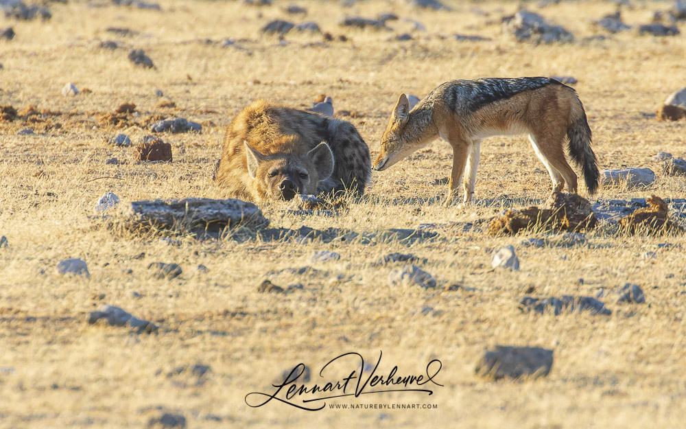 Black-backed Jackal and Spotted Hyena (Namibia)