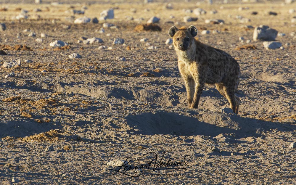 Spotted Hyena (Namibia)