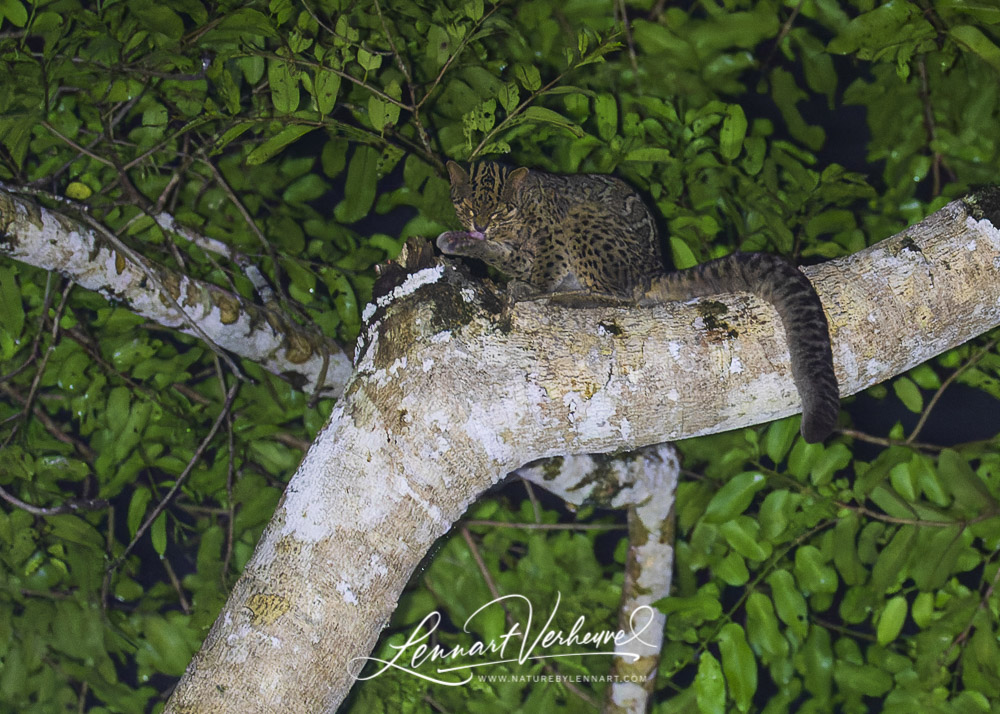 Marbled Cat (Malaysia, Borneo)