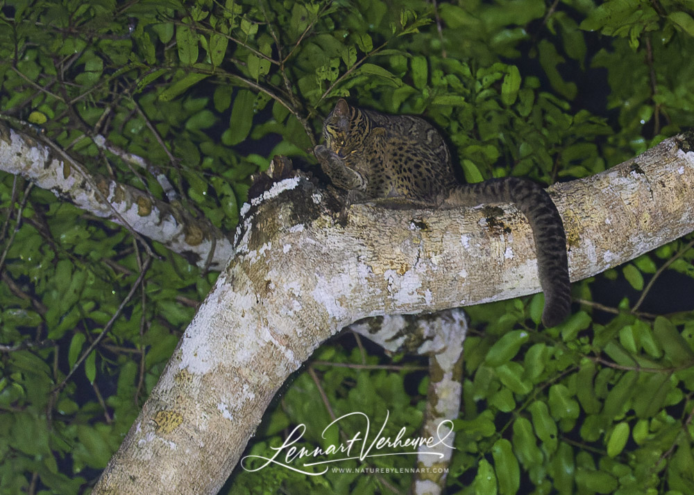 Marbled Cat (Malaysia, Borneo)