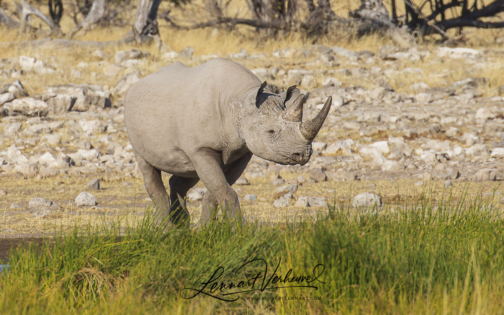 Black Rhino (Namibia)