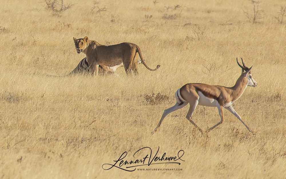 Lion (Namibia)