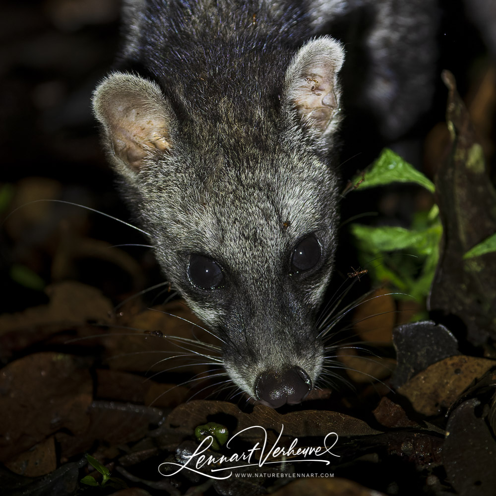 Malay Civet (Malaysia, Borneo)